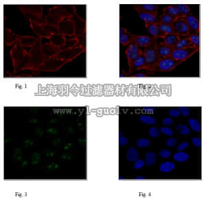 merck millipore,默克密理博,ABE1023,Anti-TIF1-beta Antibody
