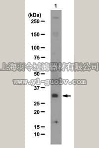 merck millipore,默克密理博,ABE102,Anti-SIRT6 Antibody