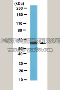 merck millipore,默克密理博,ABE1032,Anti-ERp57 Antibody