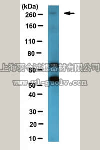 merck millipore,默克密理博,ABE1034,Anti-Tet1 Antibody