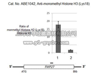 merck millipore,默克密理博,ABE1042,Anti-monomethyl Histone H3 Antibody (Lys18)