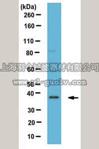 merck millipore,默克密理博,ABE1043,Anti-CAVIN-3/PRKCDBP Antibody