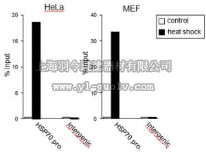 merck millipore,默克密理博,ABE1044,Anti-HSF 1 Antibody