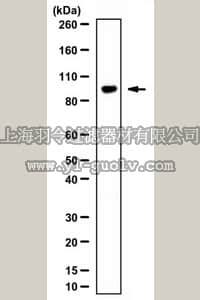merck millipore,默克密理博,ABE1070,Anti-SKI Antibody