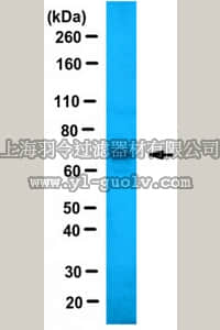 merck millipore,默克密理博,ABE1081,Anti-JMJD2E/KDM4E Antibody