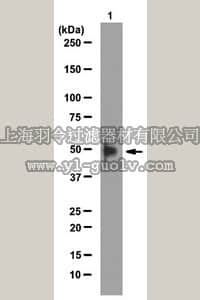 merck millipore,默克密理博,ABE108,Anti-Pygo1 Antibody