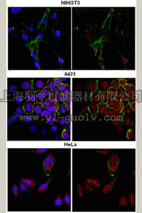 merck millipore,默克密理博,ABE109,Anti-Pygopus homolog 2 Antibody