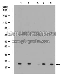 merck millipore,默克密理博,ABE10,Anti-monomethyl Histone H3 (Arg8) Antibody