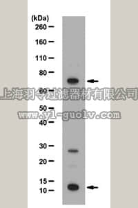 merck millipore,默克密理博,ABE114,Anti-PRDM5 Antibody
