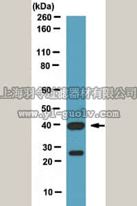 merck millipore,默克密理博,ABE128,Anti-HOX-D10 Antibody
