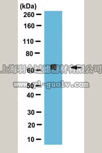 merck millipore,默克密理博,ABE1294,Anti-Early B-cell factor (EBF1) Antibody