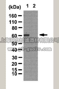 merck millipore,默克密理博,ABE12,Anti-phospho CARM1 (Ser228) Antibody