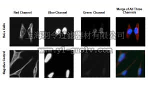 merck millipore,默克密理博,ABE1351,Anti-GATA-6 Antibody