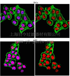 merck millipore,默克密理博,ABE135,Anti-Sp1 Antibody