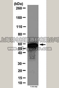 merck millipore,默克密理博,ABE136,Anti-NFκB p65 Antibody