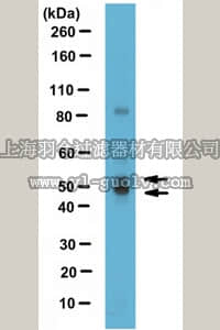 merck millipore,默克密理博,ABE1387,Anti-Nuclear factor 1/C Antibody
