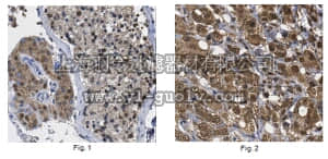 merck millipore,默克密理博,ABE1403,Anti-Cdk1/cdc2 Antibody C-term