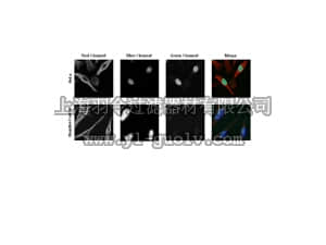 merck millipore,默克密理博,ABE1404,Anti-MAFA Antibody