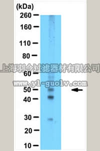 merck millipore,默克密理博,ABE1414,Anti-MEIOB Antibody