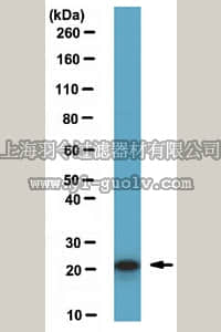merck millipore,默克密理博,ABE149,Anti-ASF1a Antibody