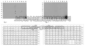 merck millipore,默克密理博,ABE14,Anti-monomethyl Histone H3 Antibody (Arg26)