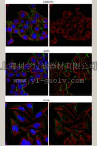 merck millipore,默克密理博,ABE16,Anti-HDAC10 Antibody
