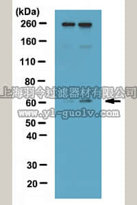 merck millipore,默克密理博,ABE178,Anti-phospho LSF (Ser309) Antibody