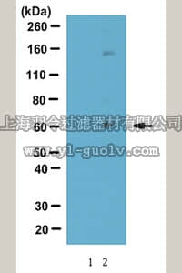 merck millipore,默克密理博,ABE179,Anti-phospho LSF (Ser291) Antibody