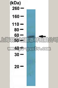 merck millipore,默克密理博,ABE180,Anti-LSF Antibody