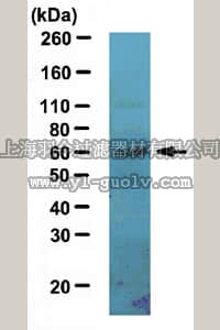 merck millipore,默克密理博,ABE181,Anti-LBP-1a Antibody