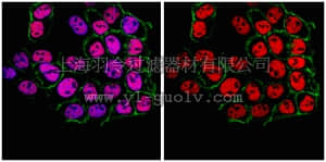 merck millipore,默克密理博,ABE184,Anti-Fox2 Antibody