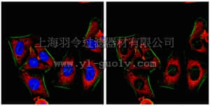 merck millipore,默克密理博,ABE187,Anti-YB-1 Antibody