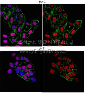 merck millipore,默克密理博,ABE188,Anti-HEXIM1 Antibody