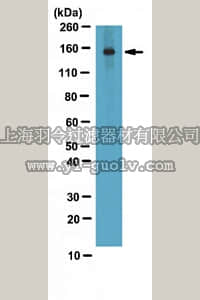 merck millipore,默克密理博,ABE195,Anti-JMJD1A Antibody