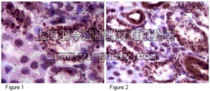merck millipore,默克密理博,ABE198,Anti-Sirt5 Antibody merck millipore,默克密理博,ABE198,Anti-Sirt5 Antibody