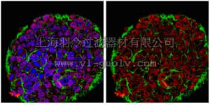 merck millipore,默克密理博,ABE203,Anti-JARID1D Antibody