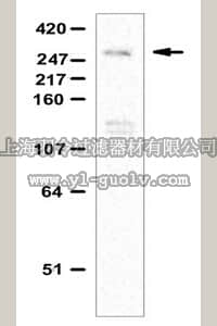 merck millipore,默克密理博,ABE204,Anti-Ash1L Antibody