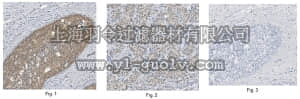 merck millipore,默克密理博,ABE206,Anti-MLL2 (C-Term) Antibody