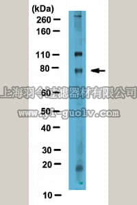 merck millipore,默克密理博,ABE211,Anti-CFP1 Antibody