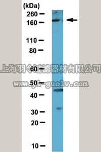 merck millipore,默克密理博,ABE212,Anti-Set1A Antibody