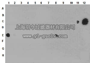 merck millipore,默克密理博,ABE213,Anti-monomethyl-Histone H3 (Lys79) Antibody