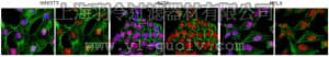 merck millipore,默克密理博,ABE215,Anti-Histone Macro H2A.1 Antibody