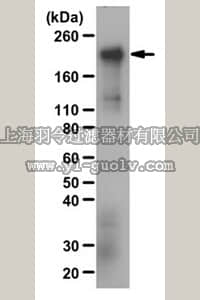 merck millipore,默克密理博,ABE217,Anti-CUX1 Antibody, a.a. 861 merck millipore,默克密理博,ABE217,Anti-CUX1 Antibody, a.a. 861