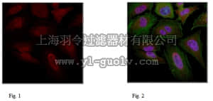 merck millipore,默克密理博,ABE218,Anti-CUX1 Antibody, a.a. 1300
