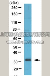 merck millipore,默克密理博,ABE234,Anti-Friend of PRMT1 Antibody