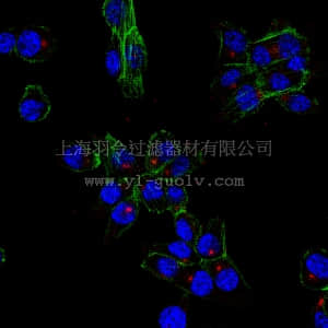 merck millipore,默克密理博,ABE236,Anti-CDK5RAP2 Antibody