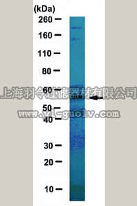 merck millipore,默克密理博,ABE238,Anti-Katanin-like 1 (KL1) Antibody