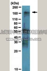 merck millipore,默克密理博,ABE239,Anti-JARID1B Antibody