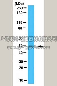 merck millipore,默克密理博,ABE23,Anti-Gdown1 Antibody