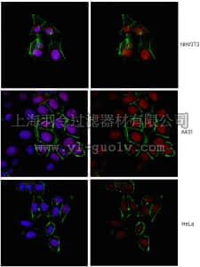 merck millipore,默克密理博,ABE240,Anti-MLL-C Antibody